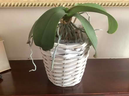 Photo of free Orchid Plant needs tlc (Croydon) #1