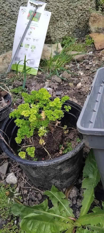 Photo of free Herb plant pots (Dublin) #2