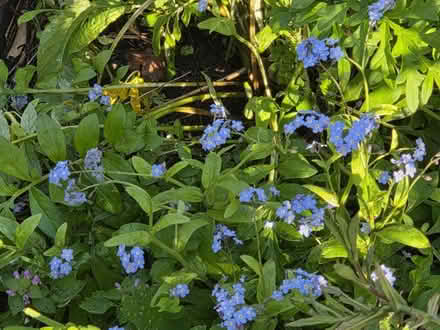 Photo of free Forget Me Nots (Bovingdon) #1