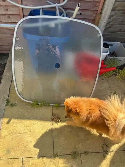 Photo of free Garden table - glass top (Bexleyheath DA7) #3