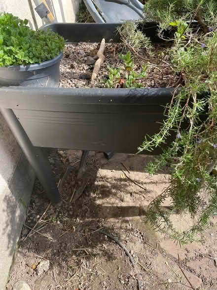 Photo of free Garden Plante (Bray) #1