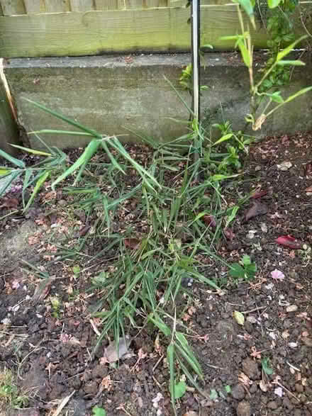 Photo of free Black Bamboo plant (Kennington OX1) #3