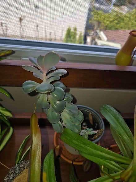 Photo of free little succulent (Vanier north) #2