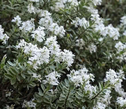 Photo of free Hebe pinguifolia 'Pagei' (Bracknell RG12) #1