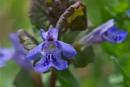 Photo of free Glechoma hederacea aka Gill/Ground ivy (Orgreave S13) #1