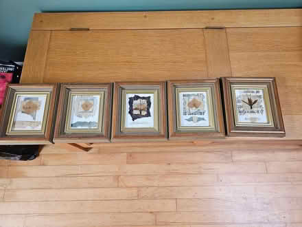 Photo of free Small dried leaf pictures in frames (Glenageary) #1
