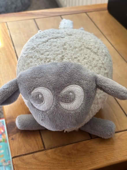 Photo of free Ewan the sheep (Scunthorpe) #1