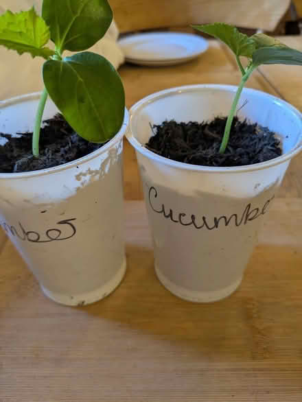 Photo of free Cucumber plants (Grantham) #1