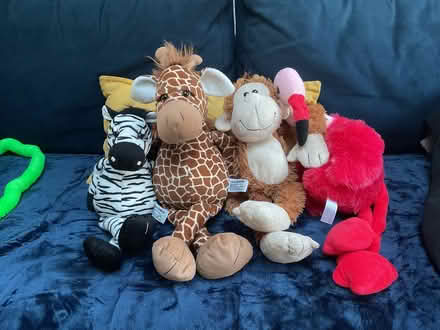 Photo of free Soft toys looking for a new home (Redbourn, AL3) #1