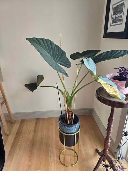 Photo of free Alocacia Regal Shield (Vanier north) #1