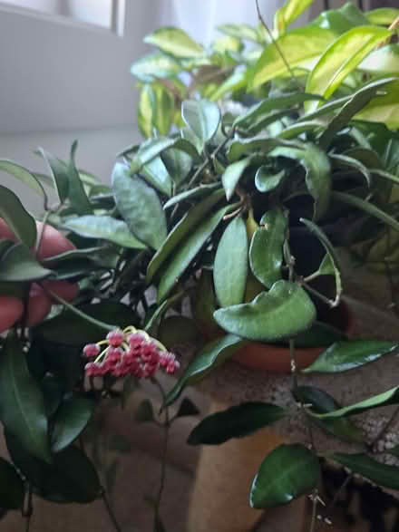 Photo of free Hoyas (Vanier north) #2