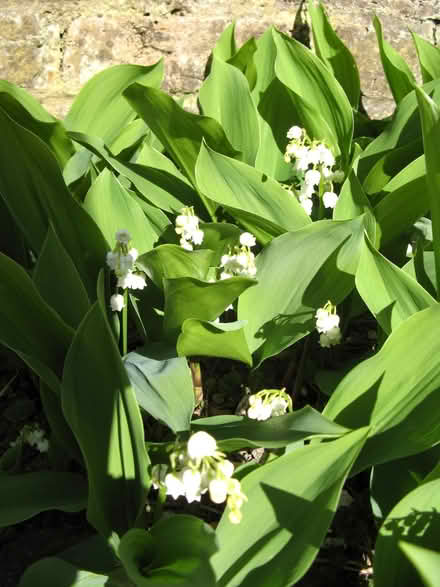 Photo of free Lily of the Valley plants (Croham CR2) #1