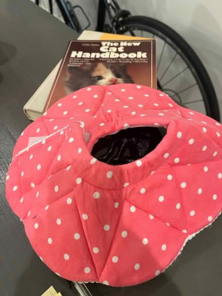 Photo of free Cone collar for pet (Petworth/16th St Heights) #1