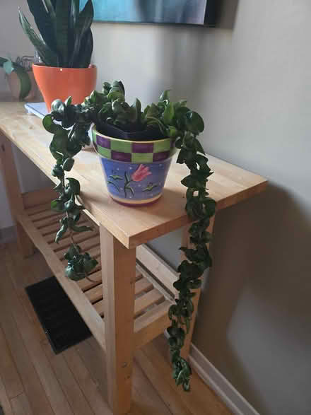 Photo of free Hoyas (Vanier north) #4