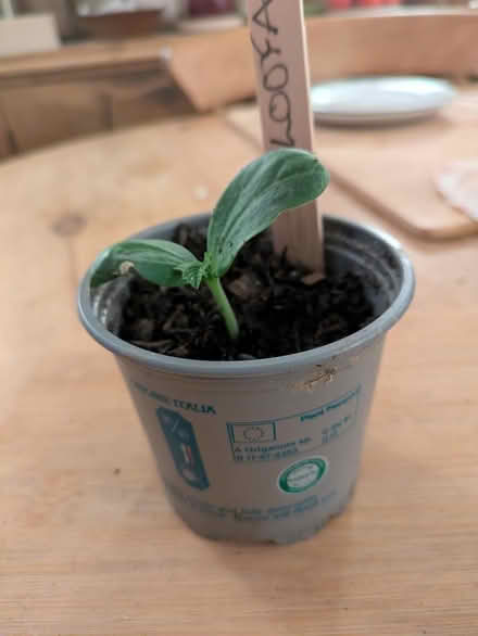 Photo of free Loofah plant (Grantham) #1