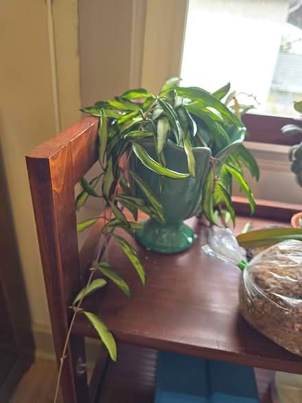 Photo of free Hoyas (Vanier north) #3