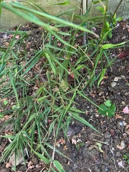 Photo of free Black Bamboo plant (Kennington OX1) #1