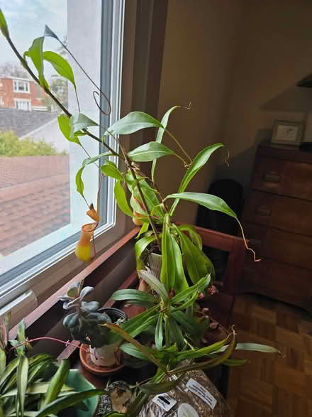 Photo of free 2 pitcher plants (nepenthes) (Vanier north) #1