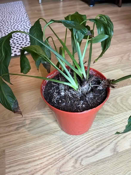 Photo of free Peace Lily (Brixton Hill SW2) #2