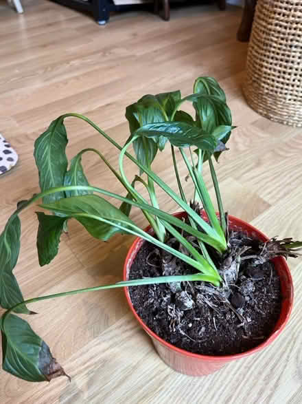 Photo of free Peace Lily (Brixton Hill SW2) #1