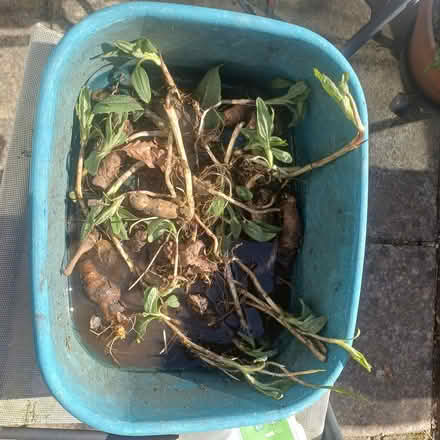Photo of free Jerusalem Artichokes Plants (Abbots Langley WD5) #1