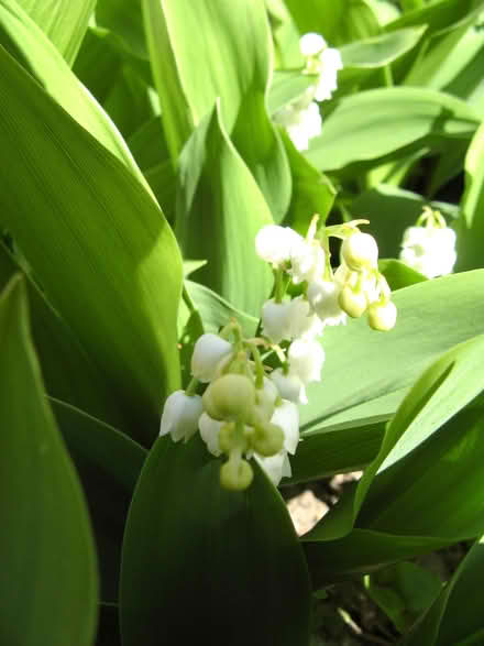 Photo of free Lily of the Valley plants (Croham CR2) #2