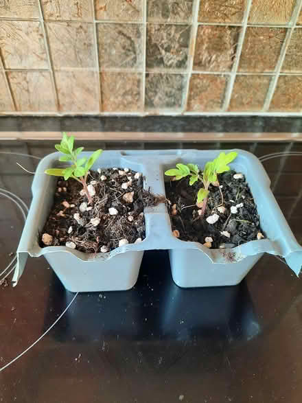 Photo of free 2 seedling toms Red Cherry Cerise (Morden SM4) #1