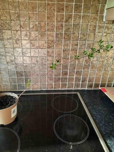 Photo of free Spirea Douglasii Cutting (Morden SM4) #3