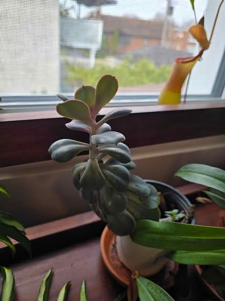Photo of free little succulent (Vanier north) #1