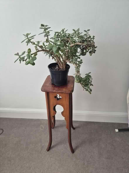 Photo of free Wooden plant stand (Guiseley LS20) #3