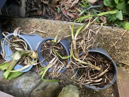 Photo of free Hyacinth Bulbs (East Ham E6) #2