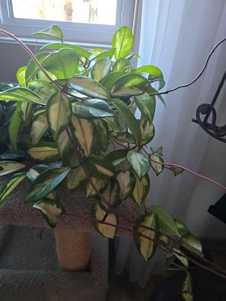 Photo of free Hoyas (Vanier north) #1