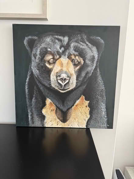 Photo of free Sunbear Canvas (Bockings Elm CO16) #1