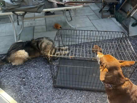 Photo of free Large dog crate (Warrington) #1