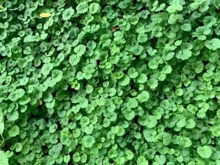 Photo of free Glechoma hederacea aka Gill/Ground ivy (Orgreave S13) #2