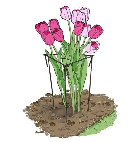 Photo of free Link stakes plant supports (Oswestry SY11) #1