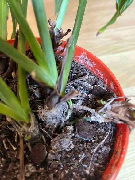 Photo of free Peace Lily (Brixton Hill SW2) #3