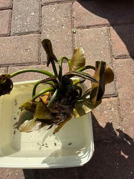 Photo of free Water Lilly (East Barming ME16) #2