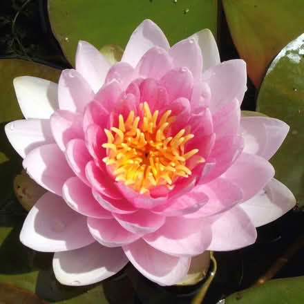 Photo of free Water Lilly (East Barming ME16) #1