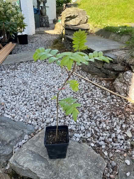 Photo of free Rowan tree (small) (Windermere) #1
