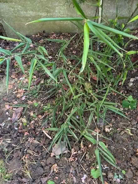 Photo of free Black Bamboo plant (Kennington OX1) #2