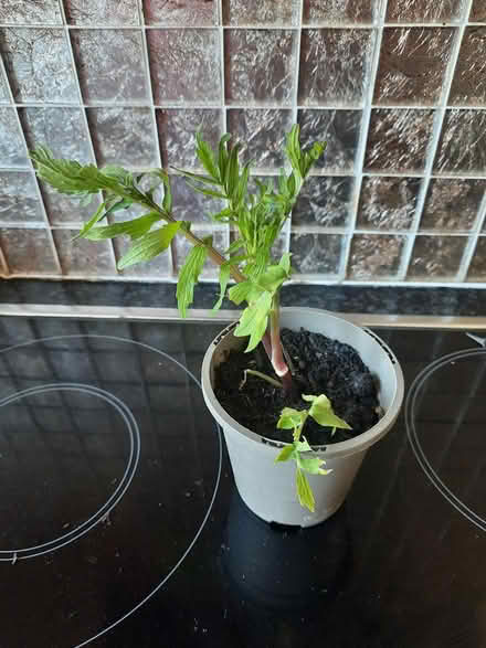 Photo of free Valerian Bee Loving plant seedling (Morden SM4) #3