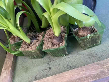Photo of free Hyacinth Bulbs (East Ham E6) #1