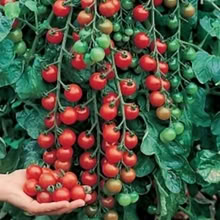 Photo of free 2 seedling toms Red Cherry Cerise (Morden SM4) #2