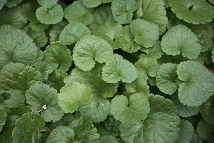 Photo of free Glechoma hederacea aka Gill/Ground ivy (Orgreave S13) #3