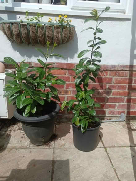 Photo of free 2 laurel plants in pots (West Moors BH22) #1