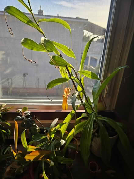 Photo of free 2 pitcher plants (nepenthes) (Vanier north) #2