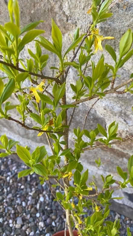 Photo of free Forsythia (Weston LD7) #2