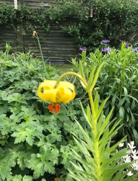 Photo of free Pyrenean Lily (Penrith CA11) #2