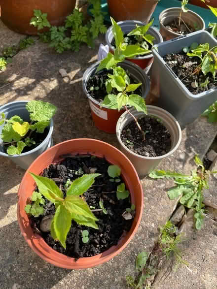 Photo of free Bullis/mirabelle seedlings (Stroud GL5) #1